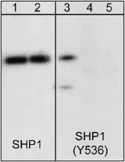 Western blot - Anti-SHP1 (phospho Y536) antibody (AB41437)