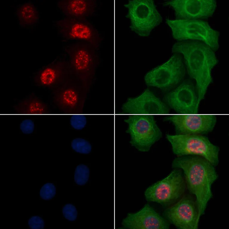 Immunocytochemistry/ Immunofluorescence - Anti-SHP1 (phospho Y564) antibody (AB192669)