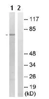 Western blot - Anti-SHP1 (phospho Y564) antibody (AB79294)