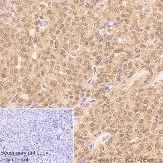Immunohistochemistry (Formalin/PFA-fixed paraffin-embedded sections) - Anti-SHP2 antibody [79/PTP1D/SHP2] (AB290646)
