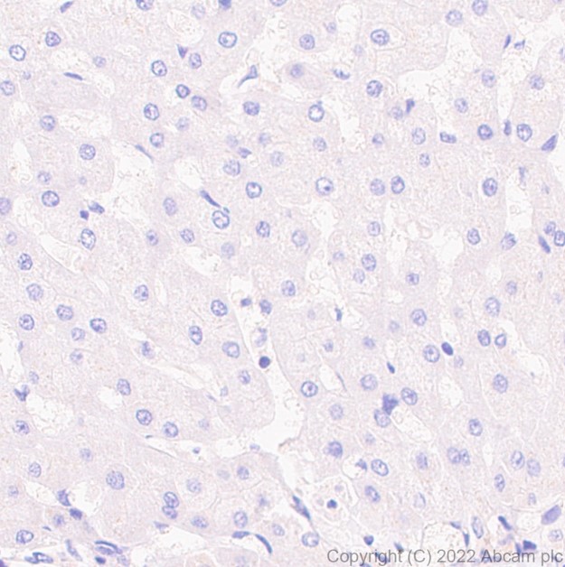 Immunohistochemistry (Formalin/PFA-fixed paraffin-embedded sections) - Anti-SHP2 antibody [79/PTP1D/SHP2] (AB290646)