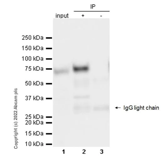 Immunoprecipitation - Anti-SHP2 antibody [79/PTP1D/SHP2] (AB290646)