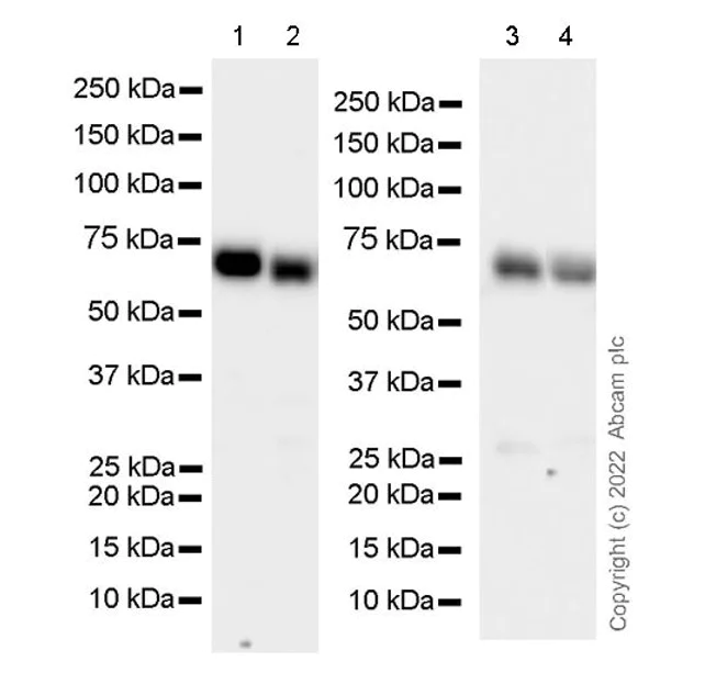 Western blot - Anti-SHP2 antibody [79/PTP1D/SHP2] (AB290646)