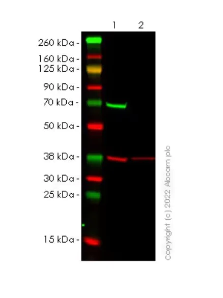 Western blot - Anti-SHP2 antibody [79/PTP1D/SHP2] (BSA and Azide free) (AB290657)