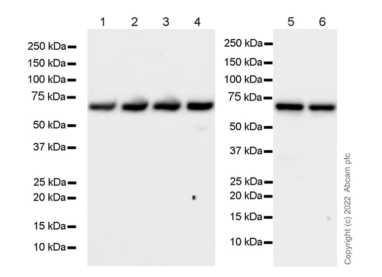Western blot - Anti-SHP2 antibody [79/PTP1D/SHP2] (BSA and Azide free) (AB290657)