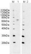 Western blot - Anti-SHP2 antibody (AB10555)