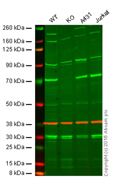 Western blot - Anti-SHP2 antibody (AB10555)
