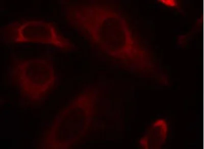 Immunocytochemistry/ Immunofluorescence - Anti-SHP2 antibody (AB131541)