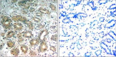 Immunohistochemistry (Formalin/PFA-fixed paraffin-embedded sections) - Anti-SHP2 antibody (AB131541)