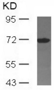 Western blot - Anti-SHP2 antibody (AB131541), expandable thumbnail