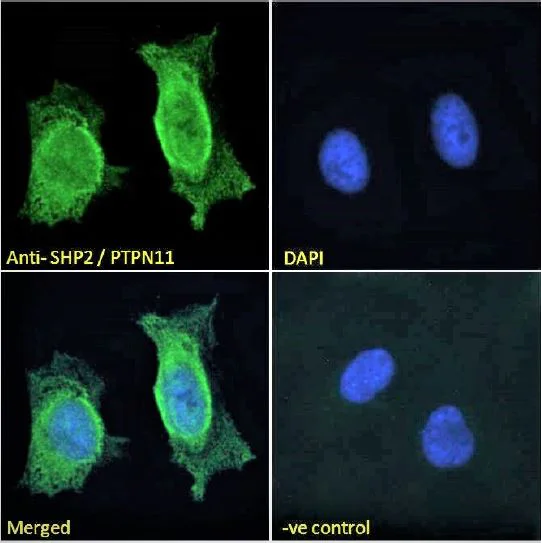 Immunocytochemistry/ Immunofluorescence - Anti-SHP2 antibody (AB9214)