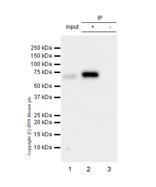 Immunoprecipitation - Anti-SHP2 antibody [EPR17828-47] (AB187039)