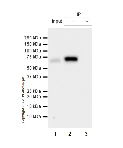 Immunoprecipitation - Anti-SHP2 antibody [EPR17828-47] (AB187039)