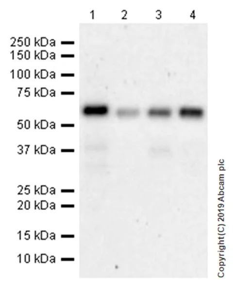 Western blot - Anti-SHP2 antibody [EPR17828-47] (AB187039)