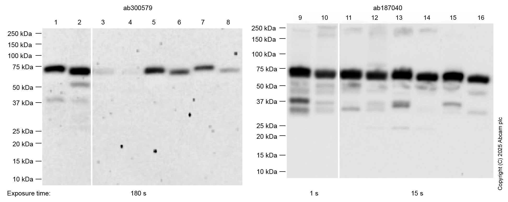 Western blot - Anti-SHP2 antibody [EPR17829-9] (AB187040), expandable thumbnail