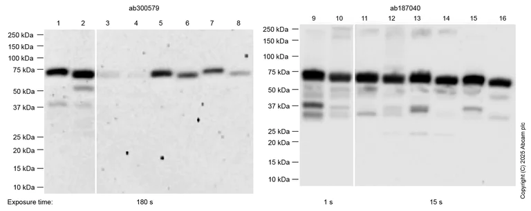 Western blot - Anti-SHP2 antibody [EPR17829-9] (AB187040)