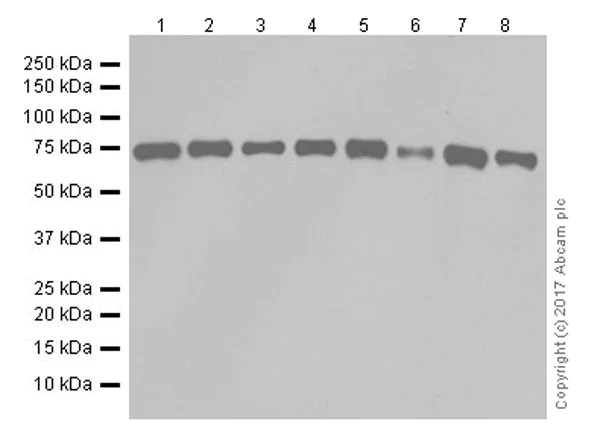 Western blot - Anti-SHP2 antibody [EPR17829-9] - BSA and Azide free (AB250905)