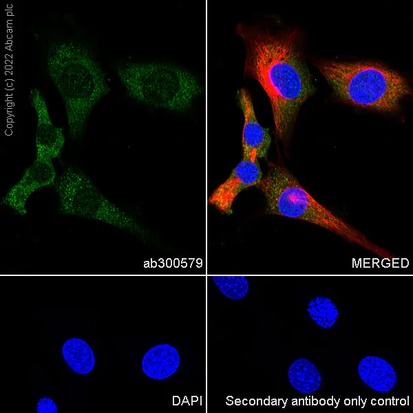 Immunocytochemistry/ Immunofluorescence - Anti-SHP2 antibody [EPR26539-45] (AB300579)