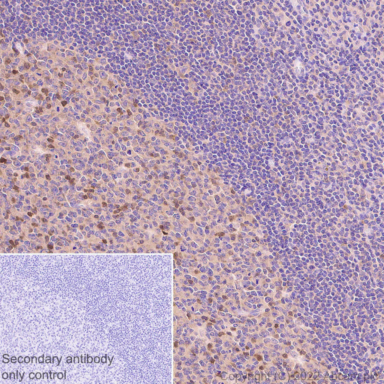 Immunohistochemistry (Formalin/PFA-fixed paraffin-embedded sections) - Anti-SHP2 antibody [EPR26539-45] (AB300579)