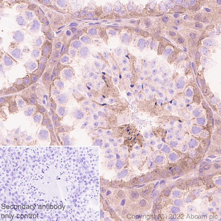 Immunohistochemistry (Formalin/PFA-fixed paraffin-embedded sections) - Anti-SHP2 antibody [EPR26539-45] (AB300579)