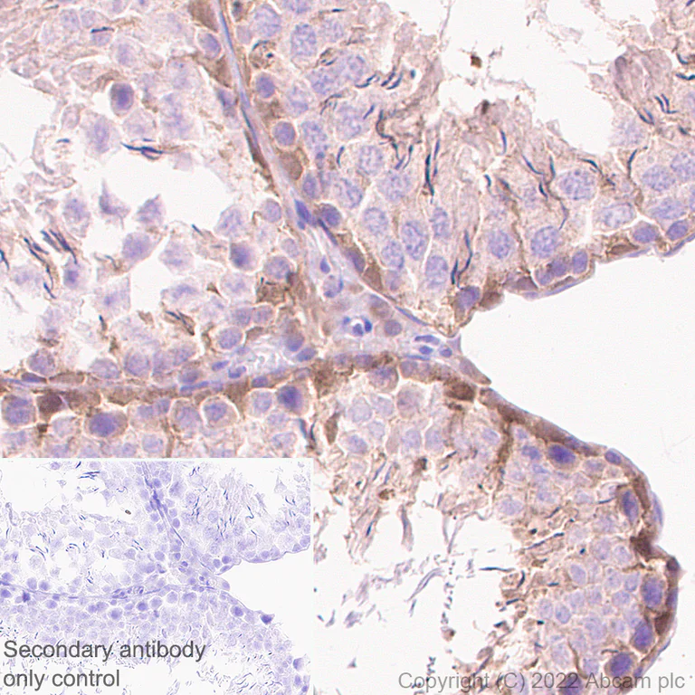 Immunohistochemistry (Formalin/PFA-fixed paraffin-embedded sections) - Anti-SHP2 antibody [EPR26539-45] (AB300579)
