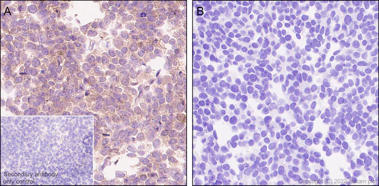 Immunohistochemistry (Formalin/PFA-fixed paraffin-embedded sections) - Anti-SHP2 antibody [EPR26539-45] (AB300579)