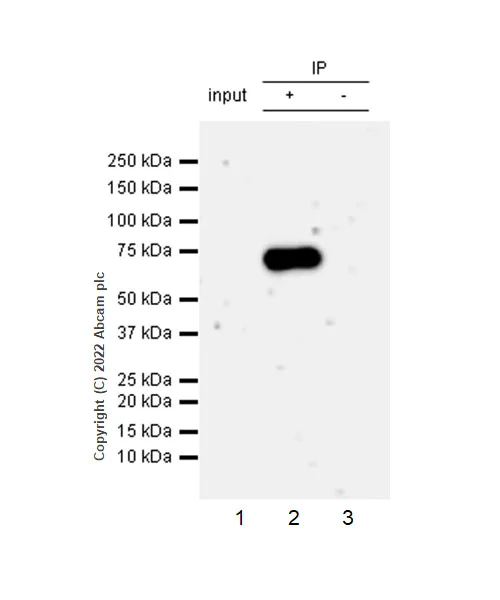 Immunoprecipitation - Anti-SHP2 antibody [EPR26539-45] (AB300579)