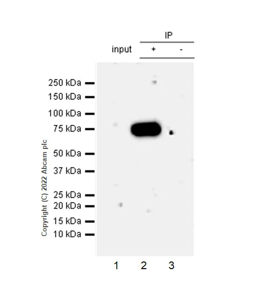Immunoprecipitation - Anti-SHP2 antibody [EPR26539-45] (AB300579)