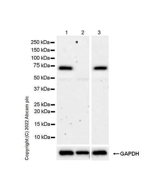 Western blot - Anti-SHP2 antibody [EPR26539-45] (AB300579)