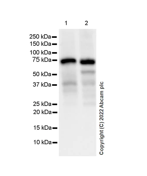 Western blot - Anti-SHP2 antibody [EPR26539-45] (AB300579)