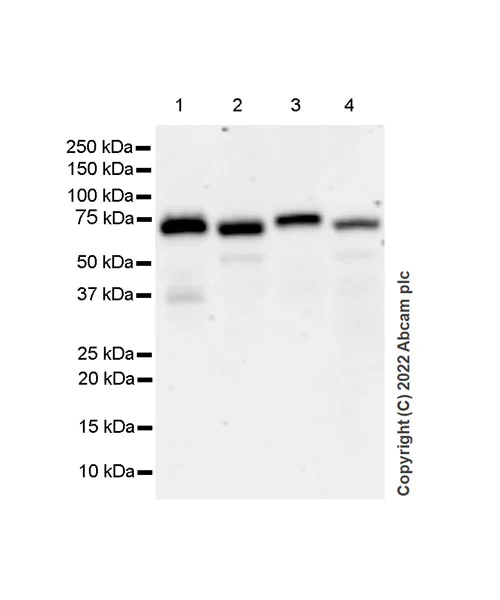 Western blot - Anti-SHP2 antibody [EPR26539-45] (AB300579)