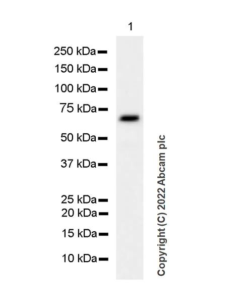 Western blot - Anti-SHP2 antibody [EPR26539-45] (AB300579)