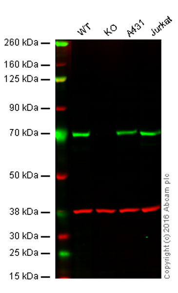 Western blot - Anti-SHP2 antibody [M163] (AB76285), expandable thumbnail