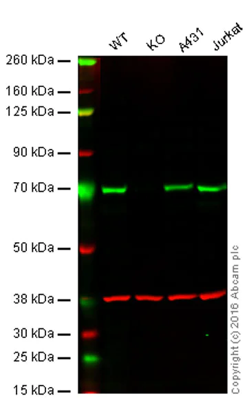 Western blot - Anti-SHP2 antibody [M163] (AB76285)
