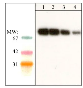 Western blot - Anti-SHP2 antibody [M163] (AB76285)