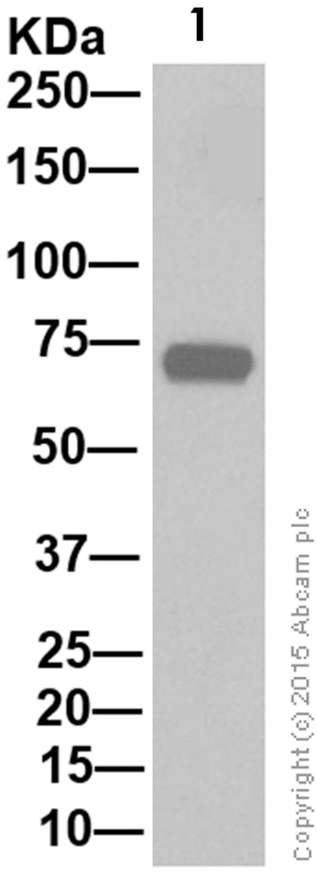 Western blot - Anti-SHP2 antibody [Y477] (AB32159), expandable thumbnail