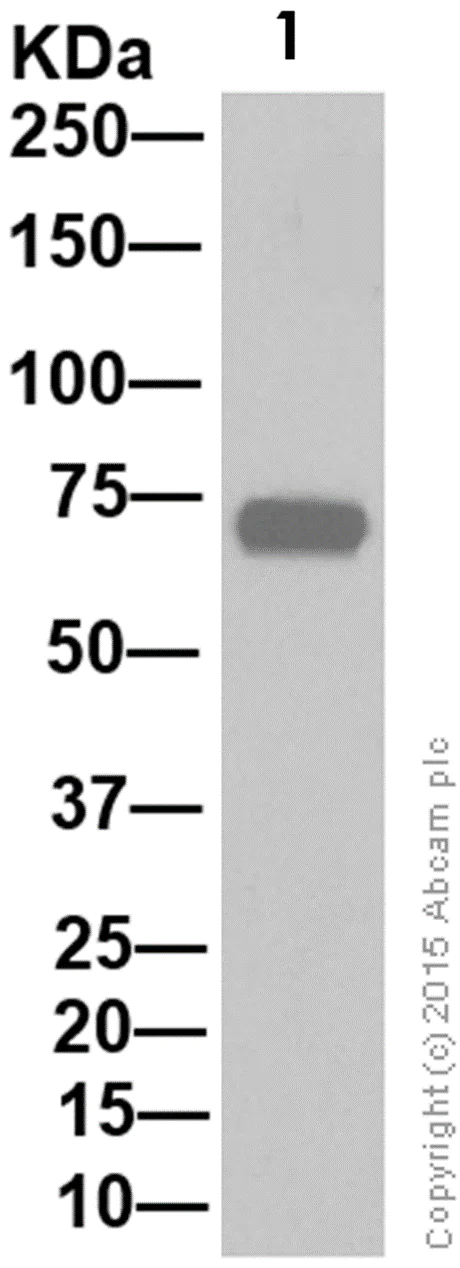 Western blot - Anti-SHP2 antibody [Y477] (AB32159)
