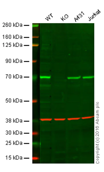 Western blot - Anti-SHP2 antibody [Y477] (AB32159)