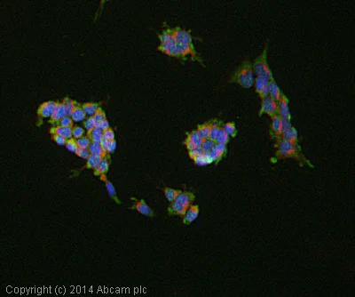 Immunocytochemistry/ Immunofluorescence - Anti-SHP2 antibody [Y478] (AB32083)