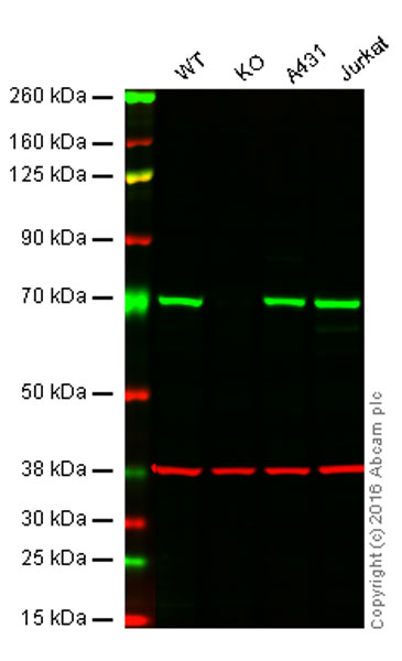 Western blot - Anti-SHP2 antibody [Y478] (AB32083), expandable thumbnail