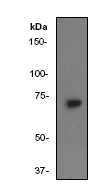 Western blot - Anti-SHP2 antibody [Y478] (AB32083)