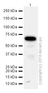 Western blot - Anti-SHP2 antibody [Y478] (AB32083)