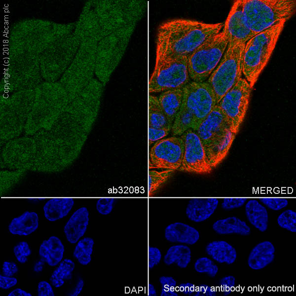 Immunocytochemistry/ Immunofluorescence - Anti-SHP2 antibody [Y478] - BSA and Azide free (AB182179), expandable thumbnail