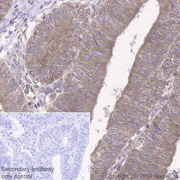 Immunohistochemistry (Formalin/PFA-fixed paraffin-embedded sections) - Anti-SHP2 antibody [Y478] - BSA and Azide free (AB182179), expandable thumbnail