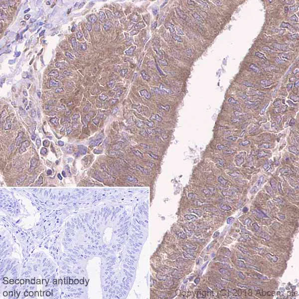 Immunohistochemistry (Formalin/PFA-fixed paraffin-embedded sections) - Anti-SHP2 antibody [Y478] - BSA and Azide free (AB182179)
