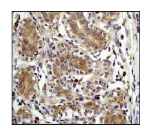 Immunohistochemistry (Formalin/PFA-fixed paraffin-embedded sections) - Anti-SHP2 antibody [Y478] - BSA and Azide free (AB182179)