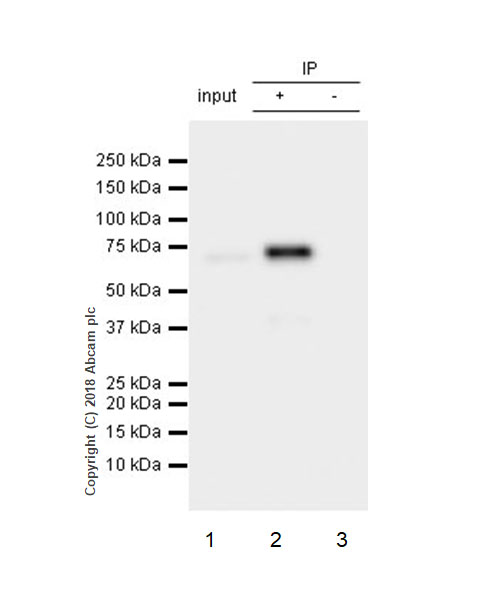 Immunoprecipitation - Anti-SHP2 antibody [Y478] - BSA and Azide free (AB182179), expandable thumbnail