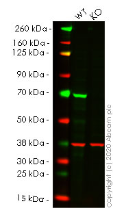 Western blot - Anti-SHP2 antibody [Y478] - BSA and Azide free (AB182179), expandable thumbnail