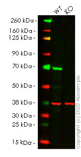 Western blot - Anti-SHP2 antibody [Y478] - BSA and Azide free (AB182179)