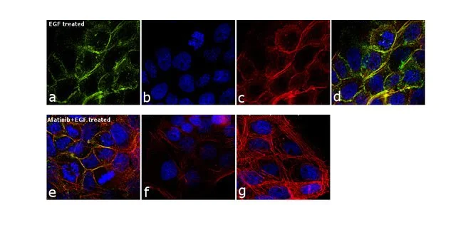 Immunocytochemistry/ Immunofluorescence - Anti-SHP2 (phospho Y542) antibody (AB17939)